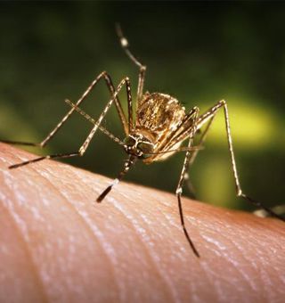 Vector-Borne and Zoonotic Diseases